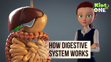 digestion videos